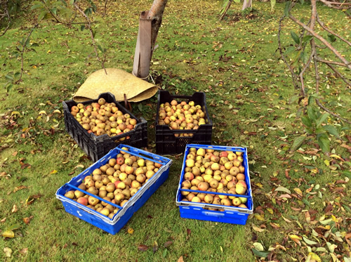 Glassdrumman Cider